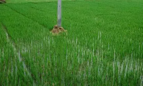 Officials initiate steps to address dotted lands issue