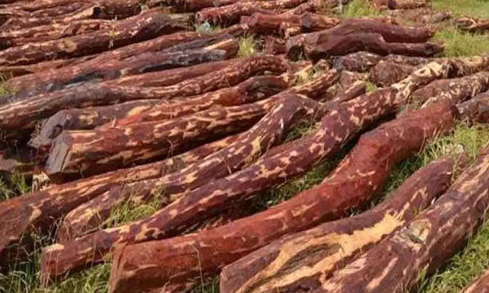 Red sander wood cutting, smuggling continue unabated  in Kadapa