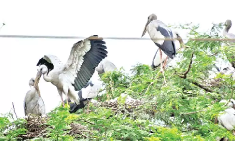 Siberian Open Billed Storks flock Punyakshetram; villagers elated