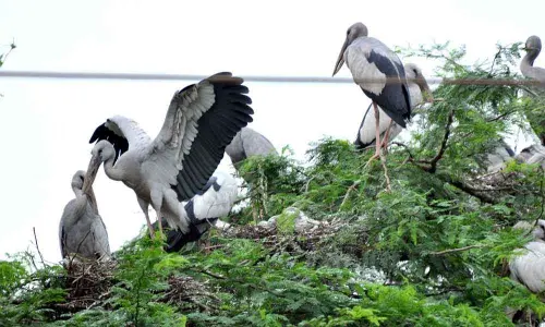 Siberian Open Billed Storks flock Punyakshetram; villagers elated