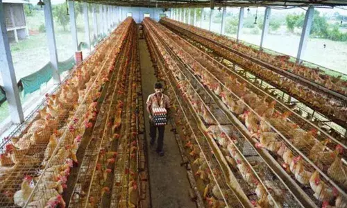 Burgupally villagers demand closure of poultry farms