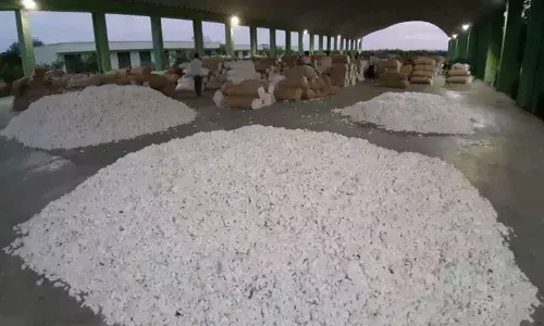 Continuous rains shatter hopes of cotton farmers in Mahbubnagar