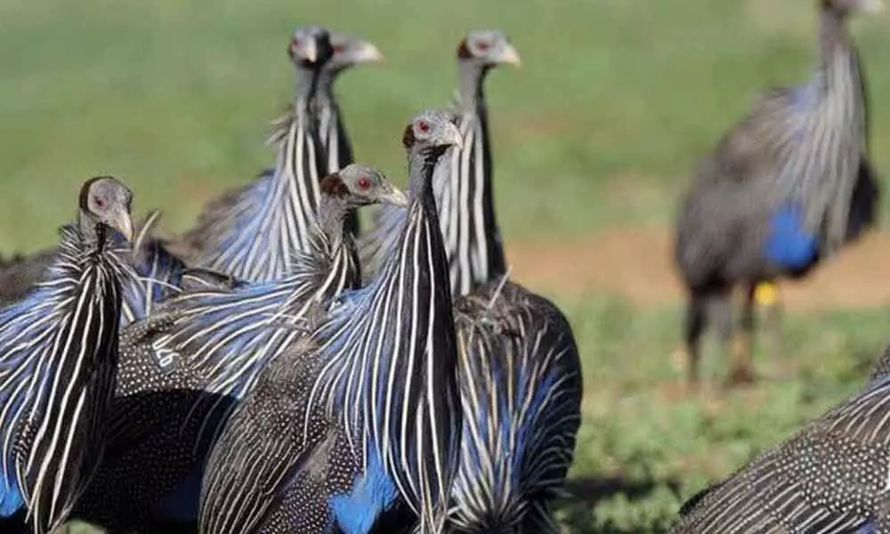 Birds may have complex hierarchical societies: Study