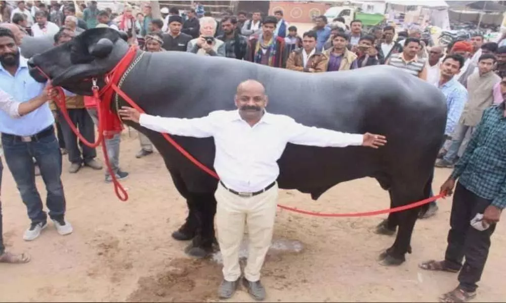 Buffalo weighing 1300 kgs becomes centre of attraction at Pushkar fair
