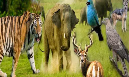 Global warming causing wild animals to give birth earlier