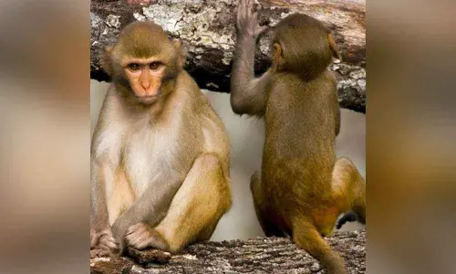 And now an exclusive park for monkeys!