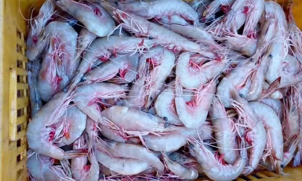 Adverse conditions push Vannamei prawn farmers into distress in Srikakulam