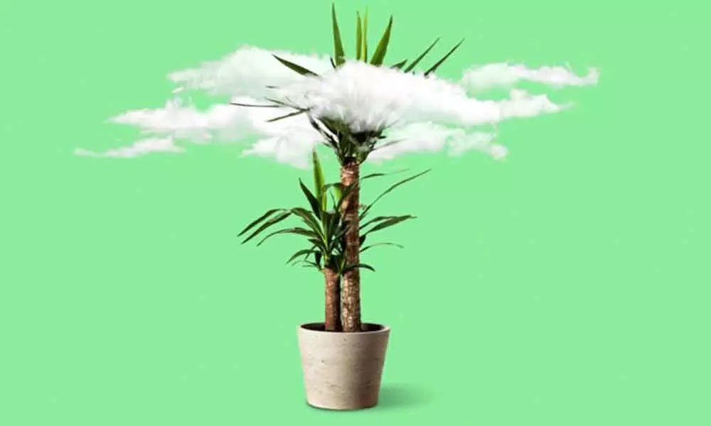 Plants dont improve indoor air quality but cut outdoor pollution