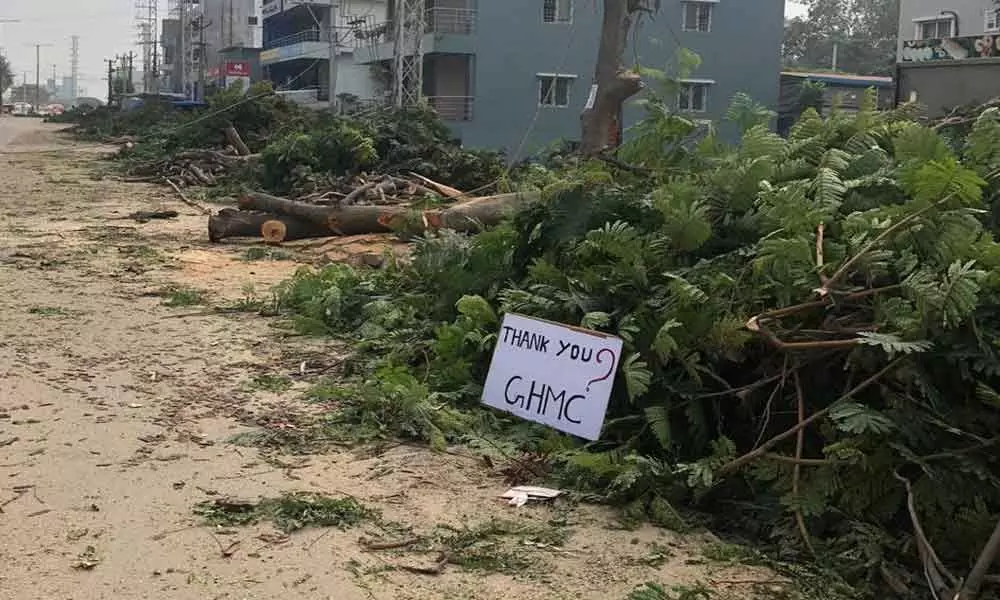 Massive felling of trees raises netizens hackles