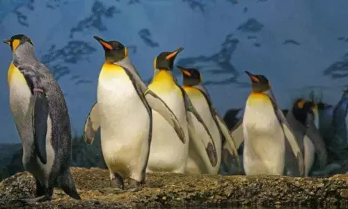 Emperor penguins marching towards extinction in a warming world: Study