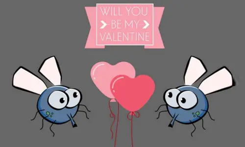 Mosquitoes flap wings not just to fly but also to flirt: Study