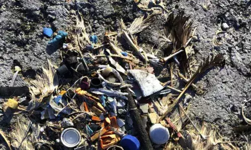 Pacific bird refuge struggles as ocean garbage patch grows