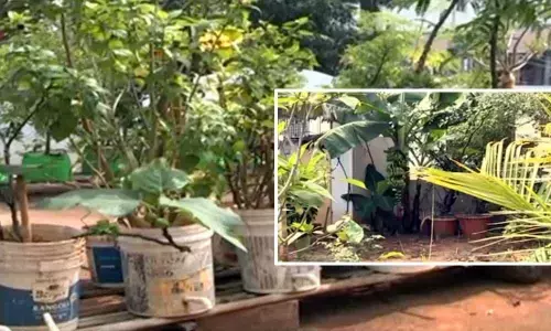 Read: A heartening story of the couple who made terrace gardening simple and easy