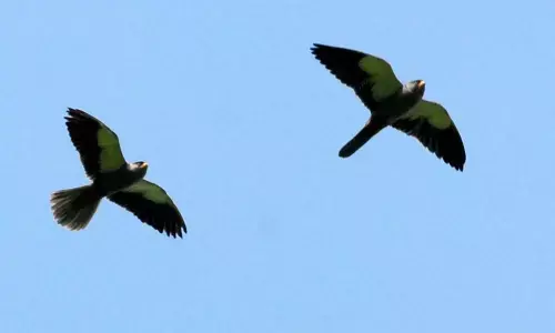 India gears up for UN summit on migratory species