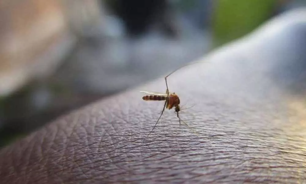 Worlds first sexually transmitted case of Dengue in Spain