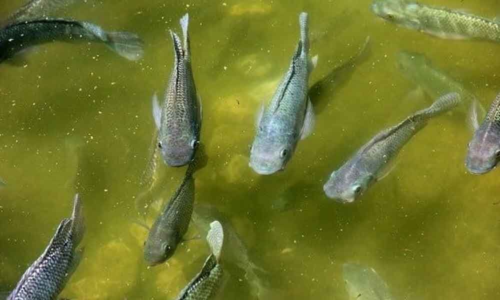 Fish feeding chicken manure, waste in Nellore