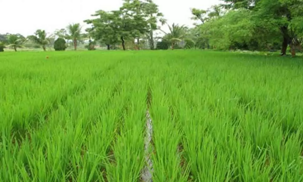 Despite deficit rainfall, paddy farmers expect bumper crop in Vijayawada