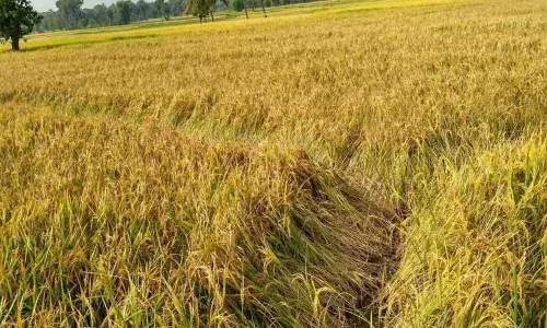 Civil Supplies Department to open 15 purchase centres  in Srikakulam