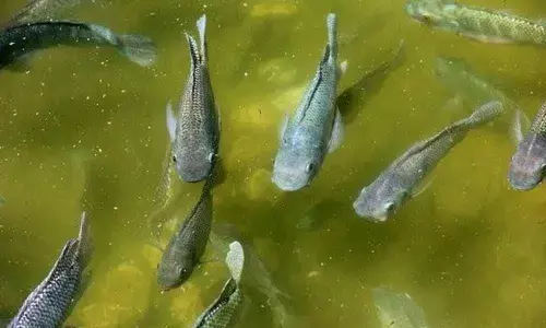 Fish feeding chicken manure, waste in Nellore