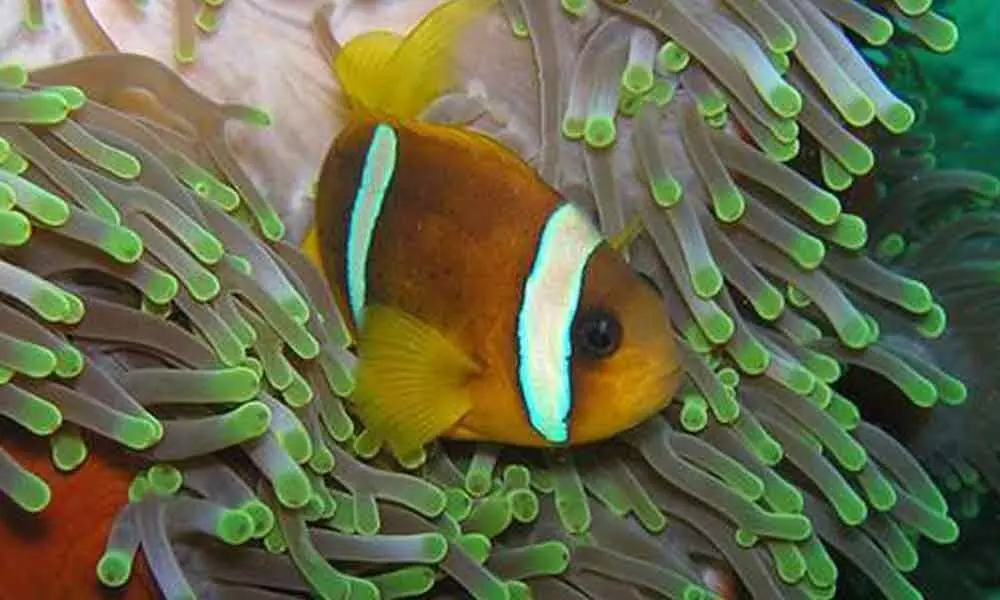 Nemo fish can see UV light and use it to find friends, food: Study