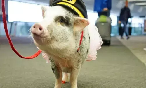 Adorable pig becomes worlds first airport therapy animal of her kind in San Francisco