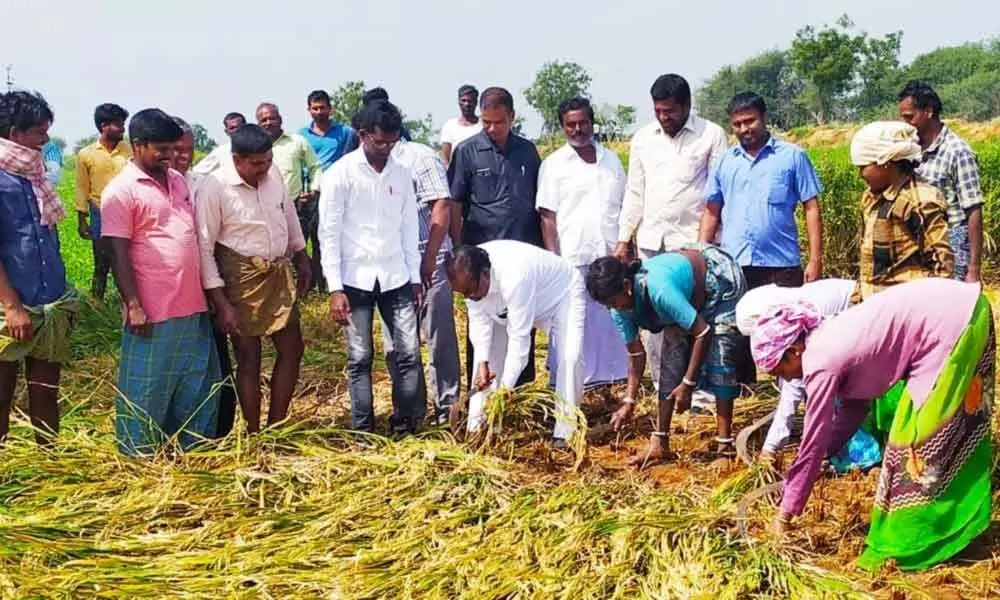 Nagarkurnool MP inspects damaged paddy in Kalwakurthy
