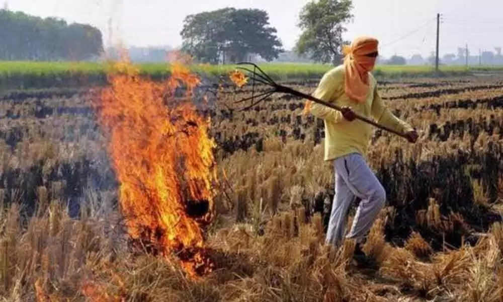 Stubble burning contributed significantly to pollution: Central Pollution Control Board