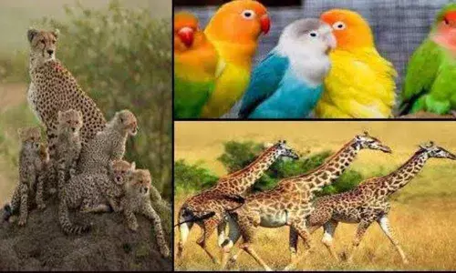 International meet on veterinary sciences begins at CCMB