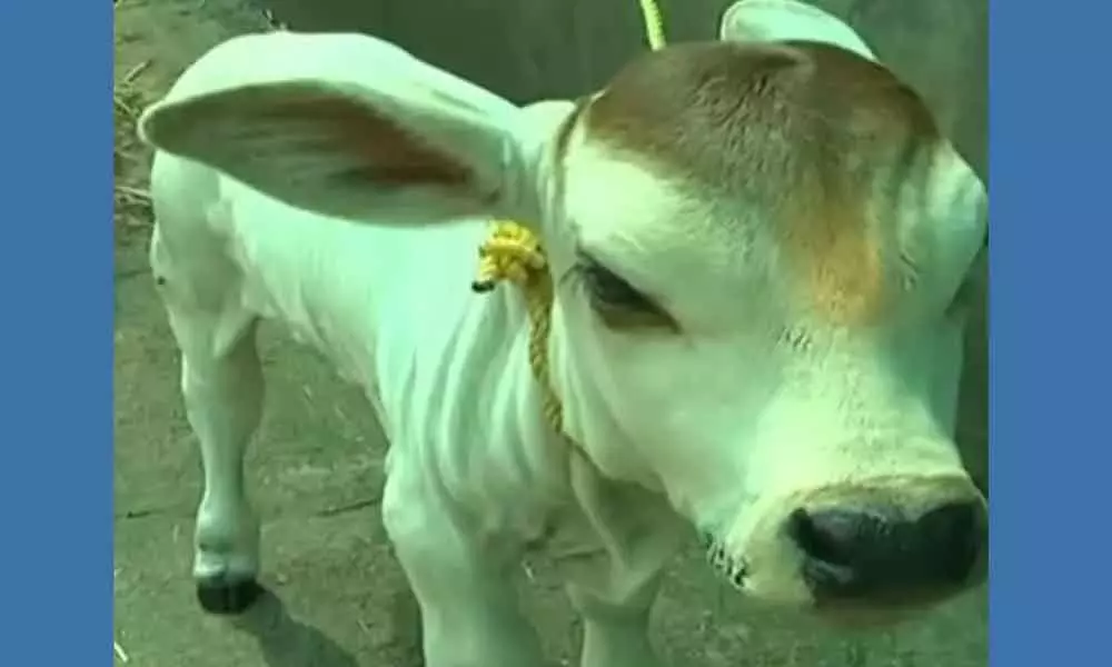 East Godavari: Heres the smallest calf that listed in Andhra Book of Records and Indian Book of Records