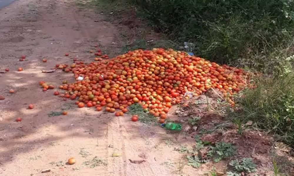 Angry farmers throw tomatoes on roadside