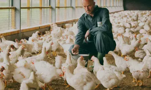 NBSO to host meet for poultry industry