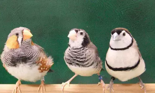 Tune differences between bird species linked to genes: Study