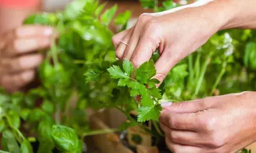 Herbs to keep you warm and healthy