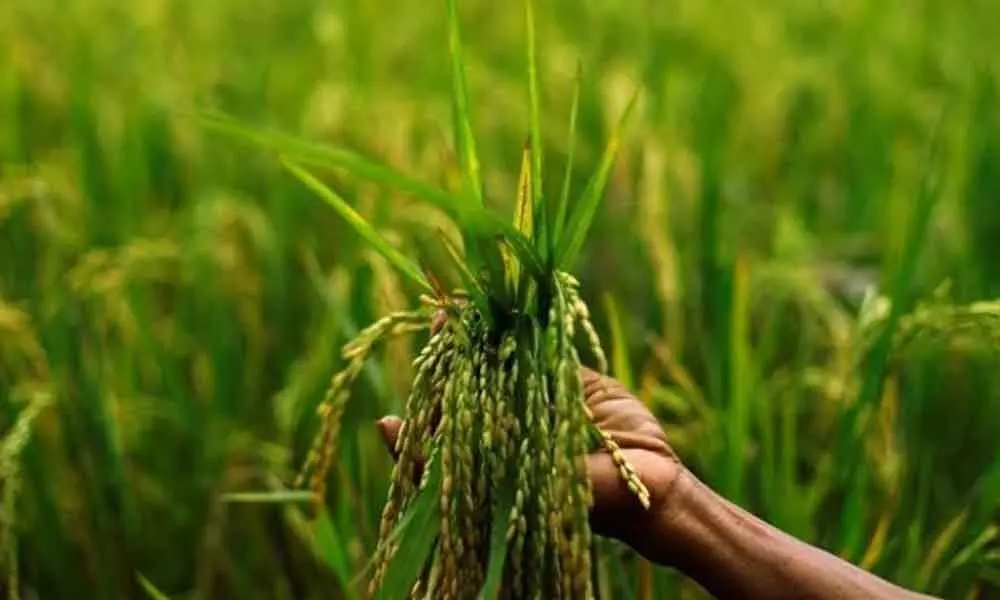 Heres how you can cultivate Mysore Mallige Rice crop organically