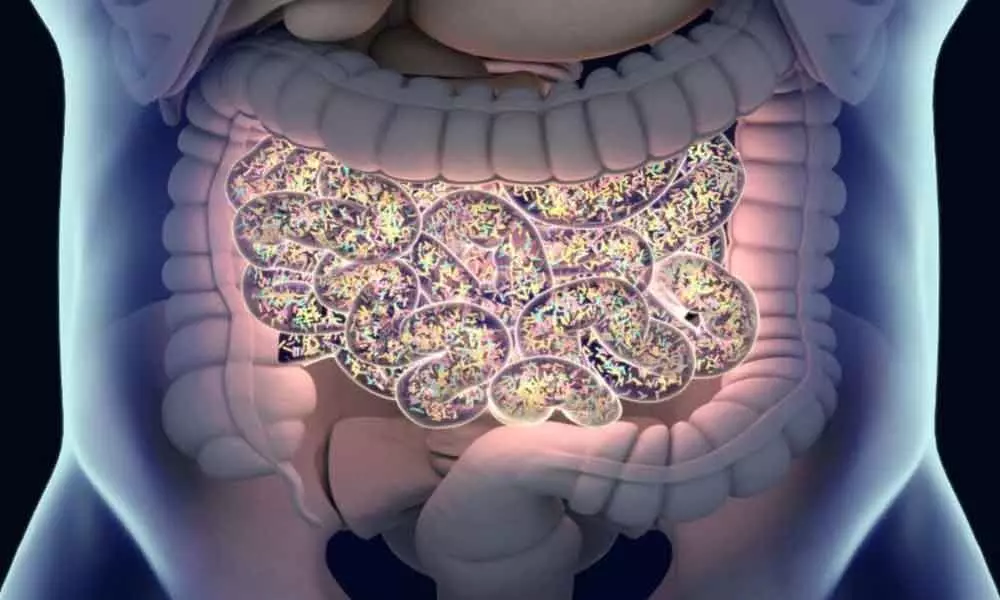 Bacteria in the gut may alter the ageing process: Study