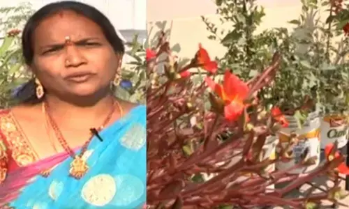 Terrace Gardening, the latest trend in cities is growing big: Read this story of Srujana