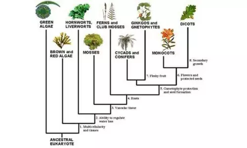How plants evolved from water to land found