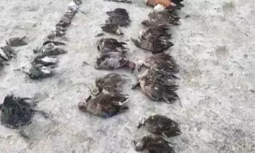 Botulism reason for death of 4,800 migratory birds