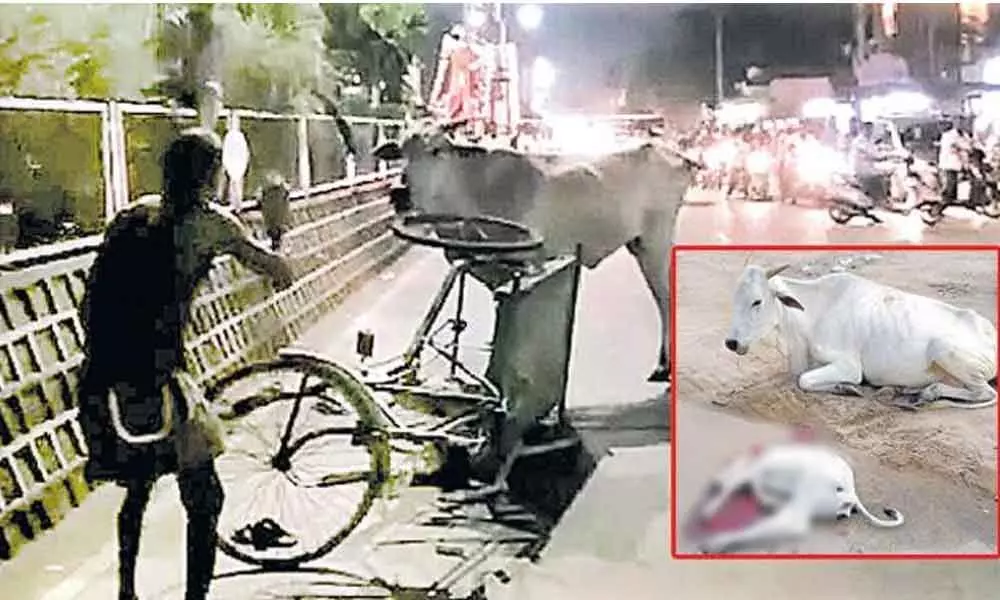 A cow takes revenge on rickshaw puller in Machilipatnam