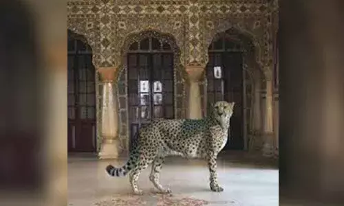 Expo explores mankinds uneasy ties with animal world