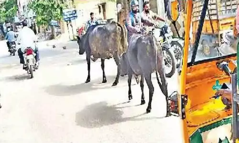 Stray menace now holds up traffic too at Malkajgiri