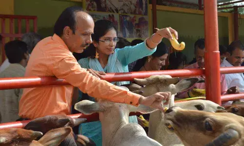 Annakut Mahotsav at citys largest goshala