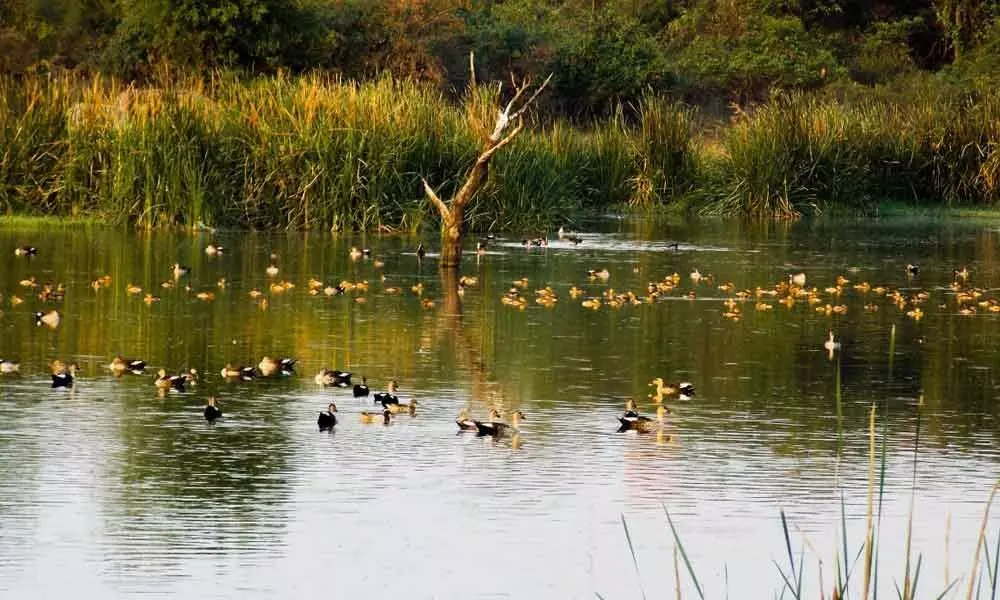 University of Hyderabad lakes in a sorry plight