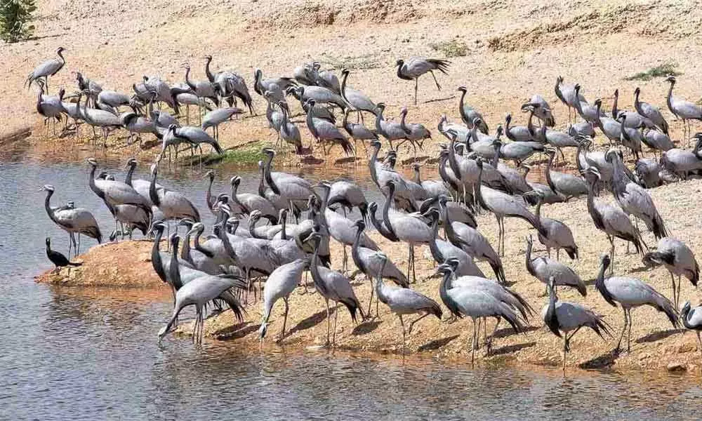 Migratory birds death toll in Sambhar Lake reaches 17,000