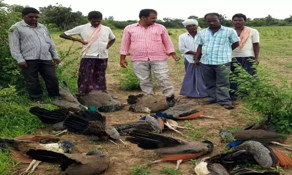 UP: Four Peacocks found dead in paddy field, pesticides could be cause of death