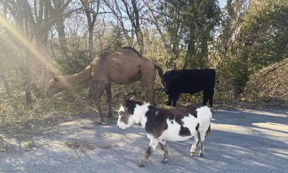 Unusual Friendship: Camel, cow and donkey found strolling together in Kansas
