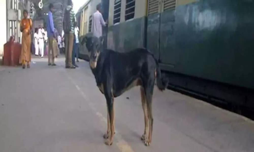 Adorable dog prevents Chennai commuters from boarding and de-boarding running trains