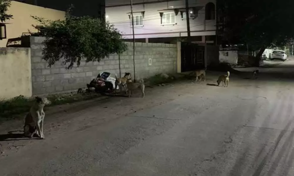 Stray dog menace scares locals at Anandbagh
