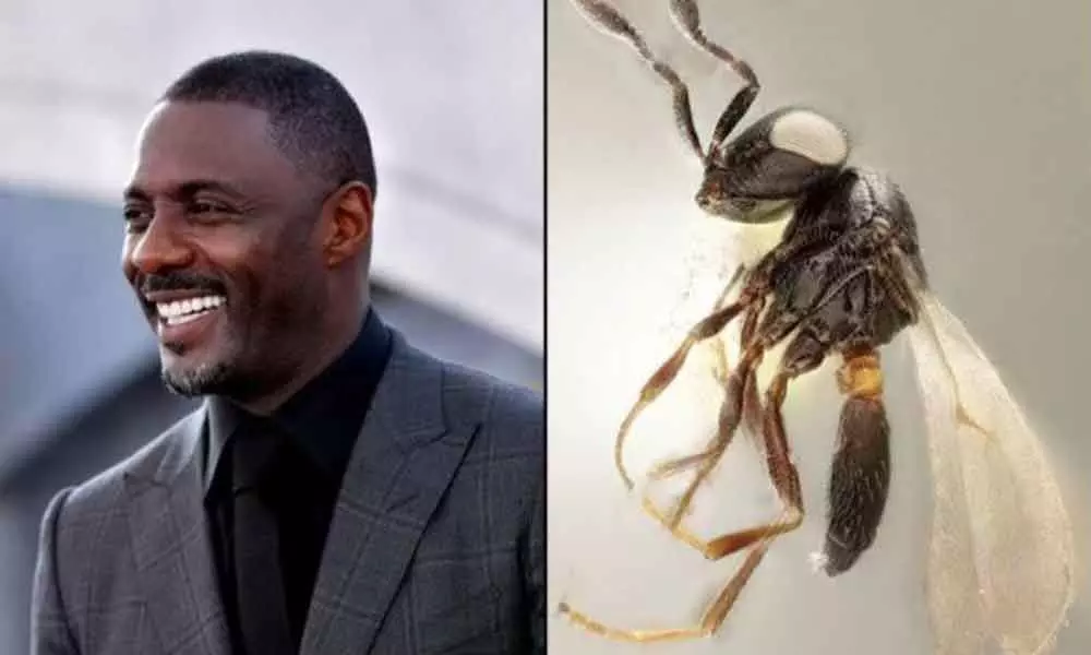 Protective new wasp species named after Idris Elba