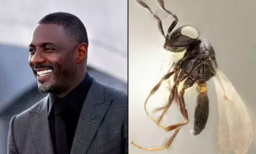 Protective new wasp species named after Idris Elba